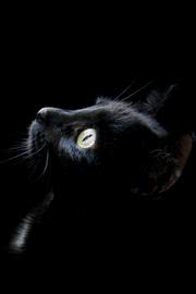 iPhone壁紙 Black Kitten Ipho…