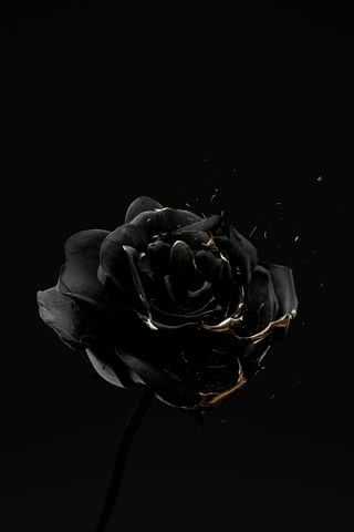 【新着2位】黒バラ