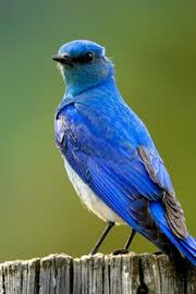 青い鳥|鳥のiPhone壁紙