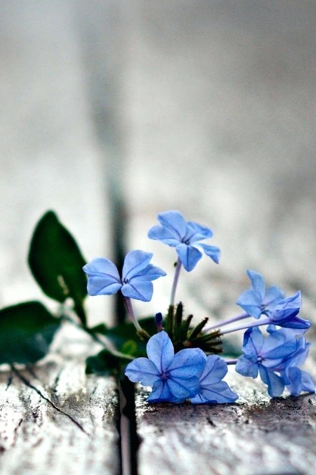 青い花 Iphone壁紙ギャラリー