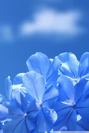 Blue Flowers