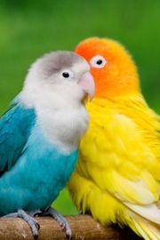 Love Birds