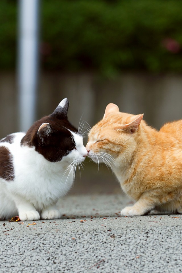 なかよし猫 Iphone壁紙ギャラリー