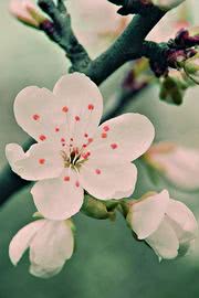桜 花の壁紙