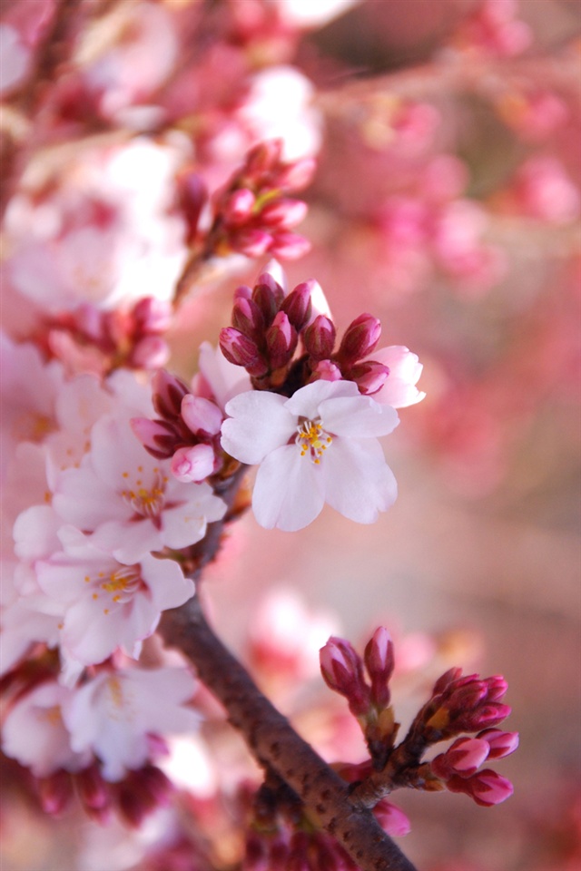 桜 花の壁紙 Iphone壁紙ギャラリー