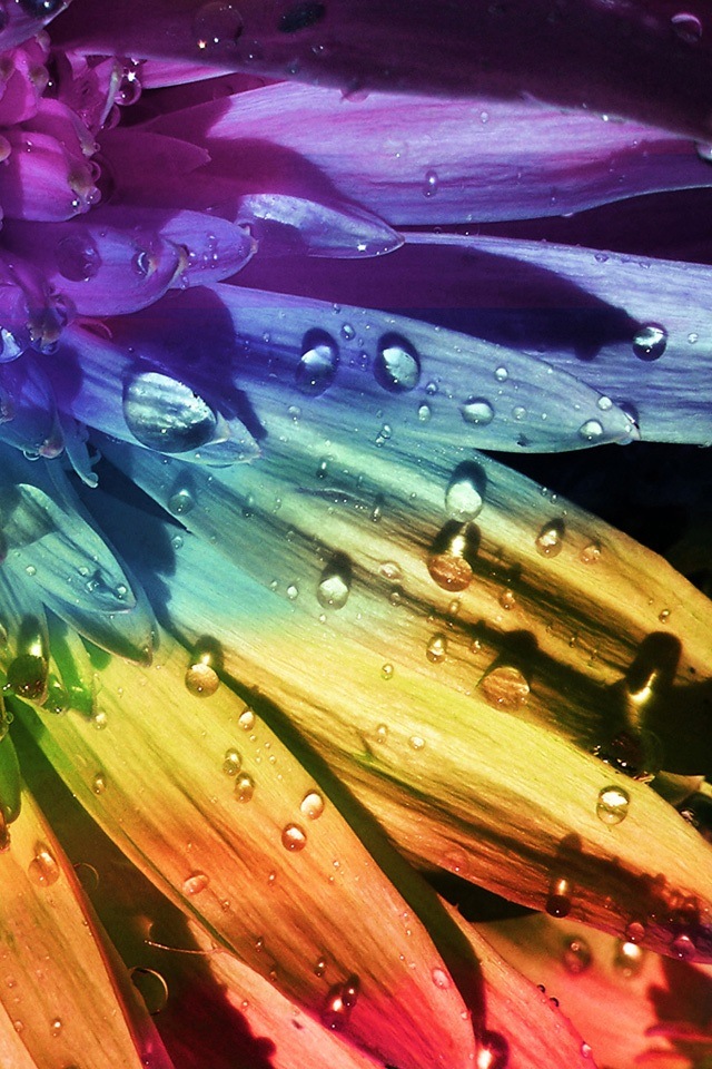 虹色の花 Iphone壁紙ギャラリー