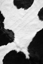 iPhone壁紙
		Cow Texture &#8…