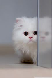 真っ白な猫 | かわいい動物のIPhone壁紙