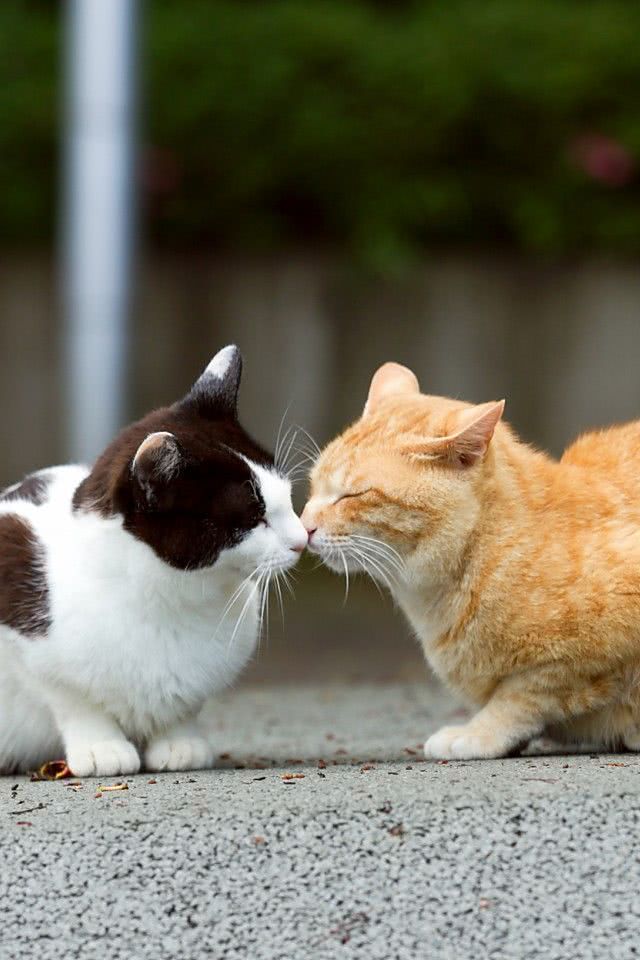 猫のキス Iphone壁紙ギャラリー