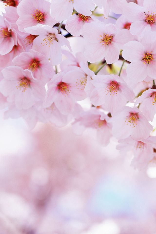 桜の花 Iphone壁紙ギャラリー