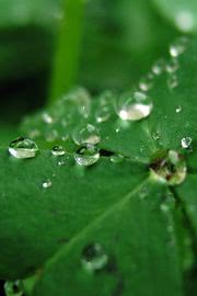 水晶のような水の雫