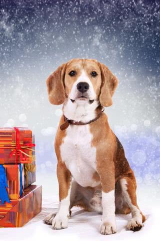 犬のクリスマス