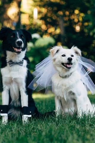 犬の結婚式