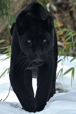 黒豹
