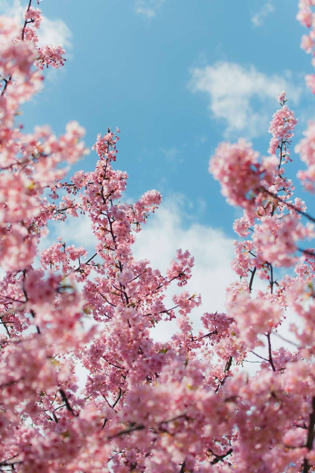 桜 Iphone壁紙ギャラリー