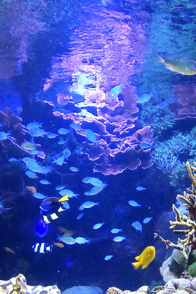 水族館っぽい水中のiphone壁紙 Iphone壁紙ギャラリー