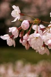 桜 花の壁紙