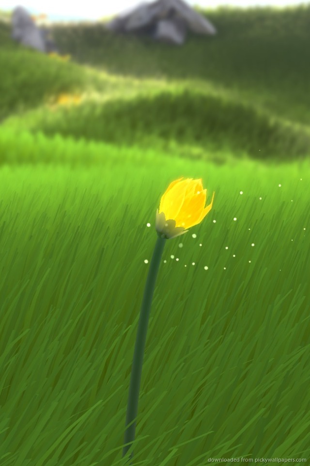 草原に咲く黄色い一輪の花 Iphone壁紙ギャラリー