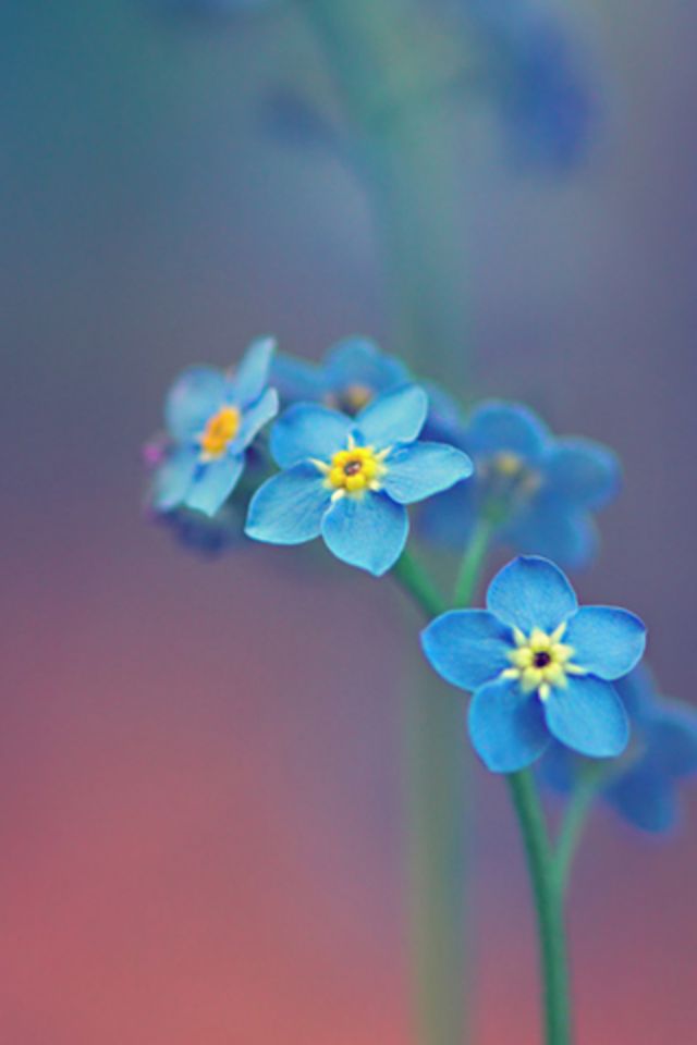 小さな青い花 Iphone壁紙ギャラリー
