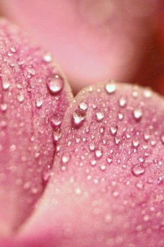 花びらに水の雫