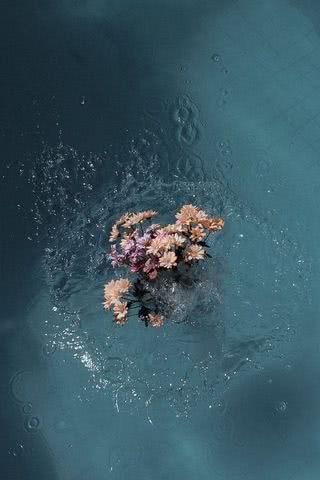 プールに浮かぶ花