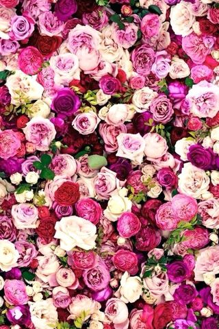 ミス はがき 花火 薔薇 壁紙 かっこいい Noum Jp