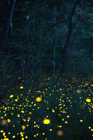 夜の森