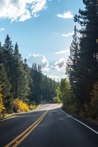 森の道路