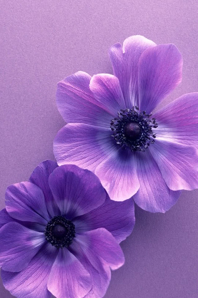 人気153位 紫色の花 Iphone壁紙ギャラリー