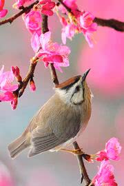 花と鳥 | 春っぽいiPhone壁紙