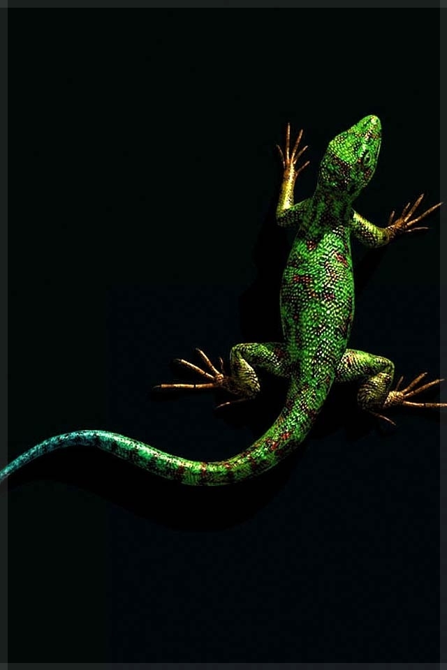 Iphone Wallpapers Green Gecko Animal Iphone Wallpapers Iphone Wallpapers Iphone壁紙ギャラリー