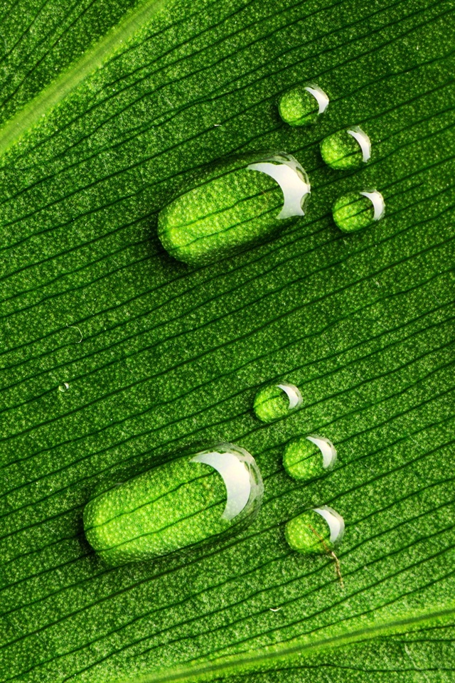 緑の葉 水滴の足跡 Iphoneの壁紙 640x960 Iphone 4 4s 壁紙ダウンロード Ja Iwall365 Com Iphone壁紙ギャラリー