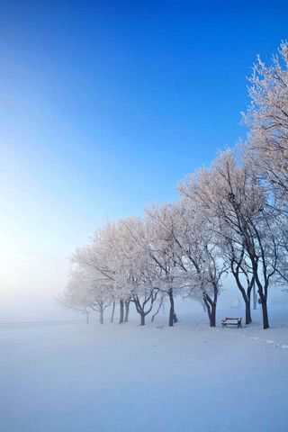 雪原