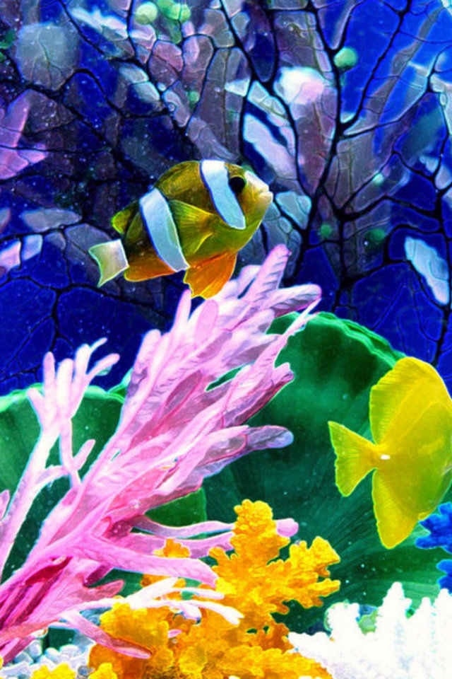 サンゴと熱帯魚の海 Iphone壁紙ギャラリー