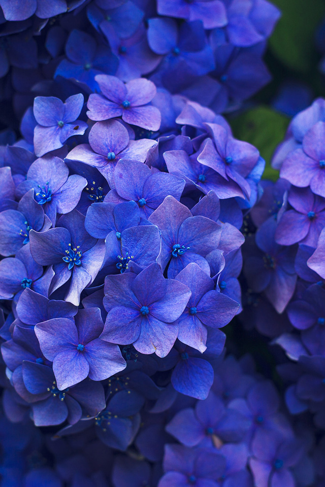 ロイヤリティフリー壁紙 ハート の 紫陽花 待ち受け すべての美しい花の画像