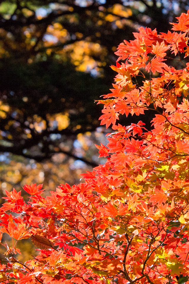 燃えるような紅葉 Iphone壁紙ギャラリー