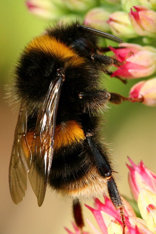 iPhone 4 Bees Wallpapers iPhone 4 Bee Wallpaper 10 – iPhone 4