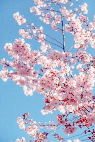 満開の桜