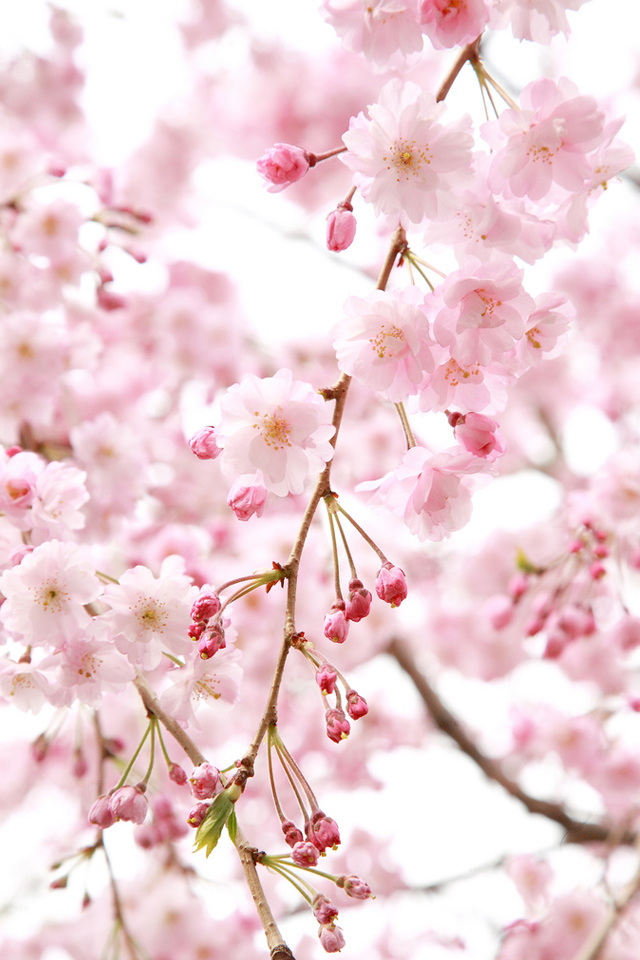 桜の花 Iphone壁紙ギャラリー