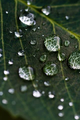 葉っぱに水の雫