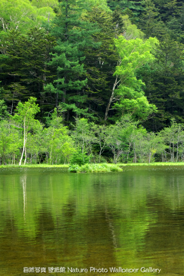 スマホ壁紙 Iphone 4高画質壁紙 新緑の明神池 自然 風景