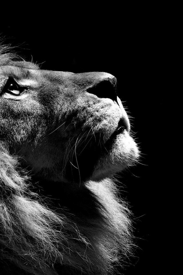かっこいい ライオン イラスト 白黒