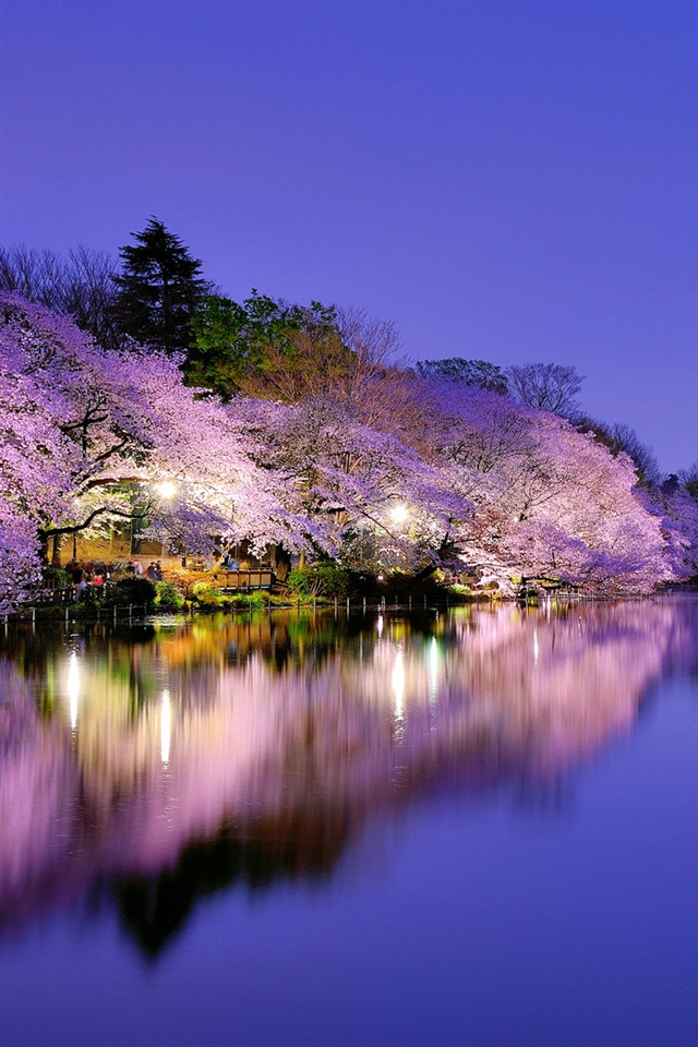 日本 大阪 夜の公園 湖 ライト 桜の花 Iphoneの壁紙 640x960 Iphone 4 4s 壁紙ダウンロード Ja Iwall365 Com Iphone壁紙ギャラリー