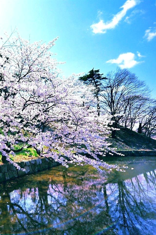 川辺の桜 | iPhone壁紙ギャラリー