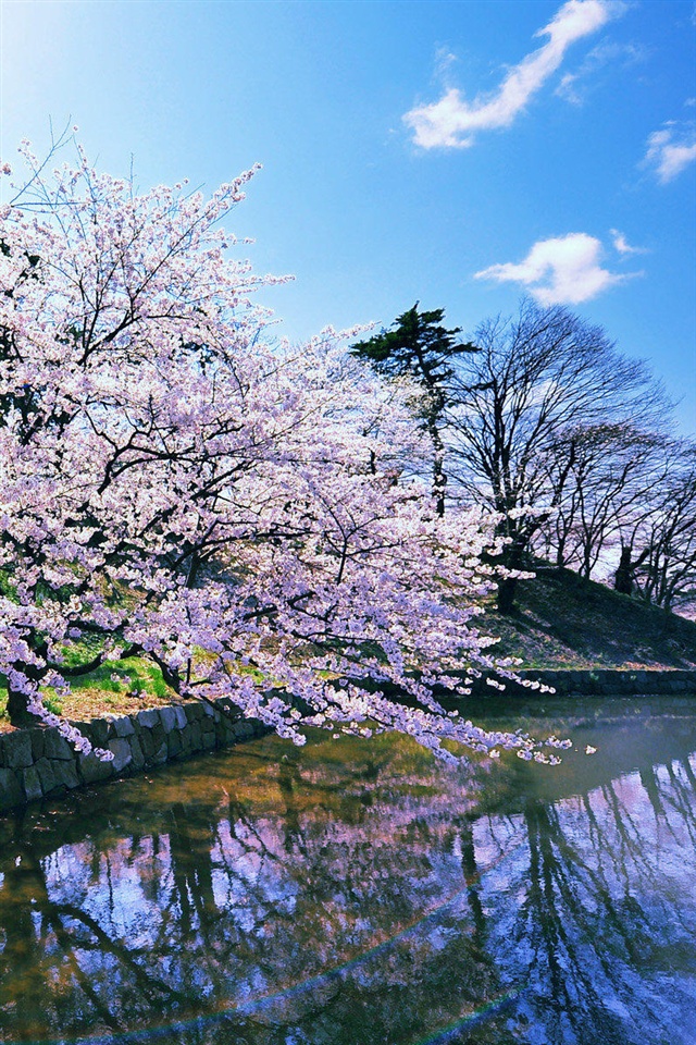桜の咲いた川岸の風景 Iphone壁紙ギャラリー
