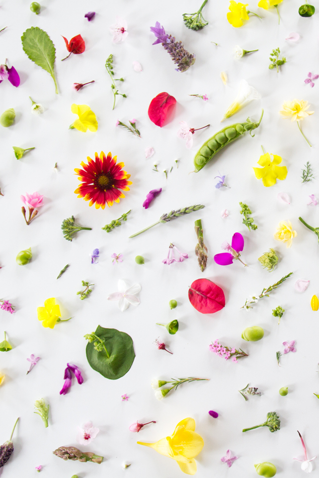 すべての花の画像 最高スマホ 花 壁紙 シンプル