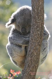 コアラのお昼寝 | かわいい動物のiPhone壁紙