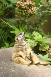 ミーアキャット | 動物のiPhone壁紙