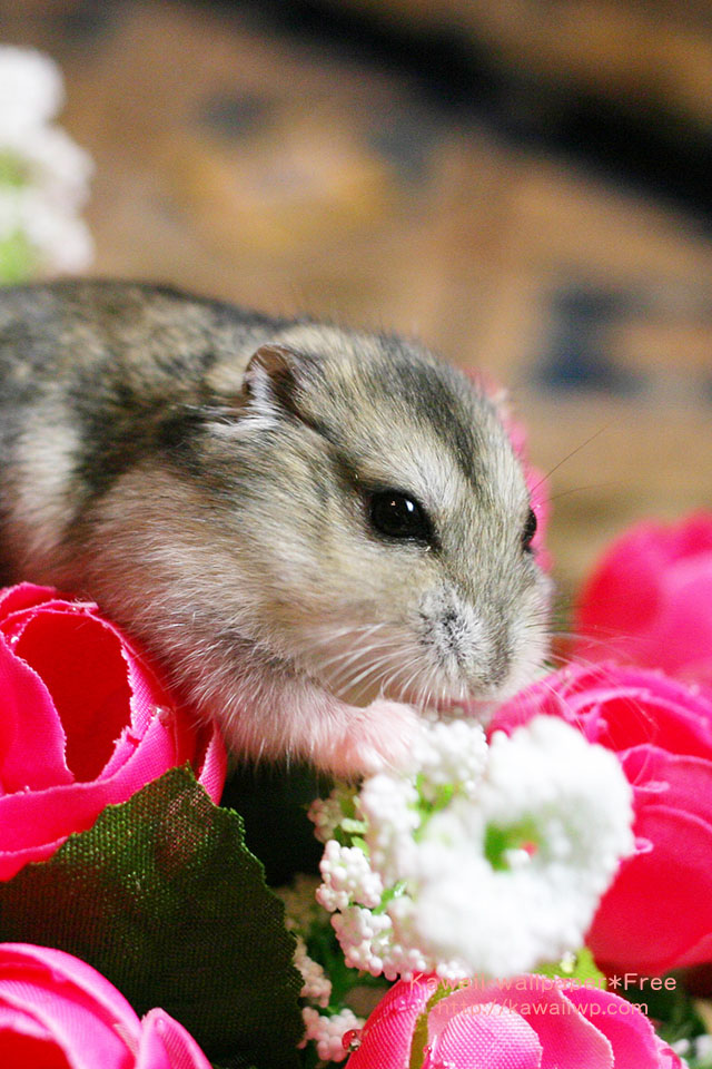 これまでで最高の動物 可愛い 壁紙 最高の壁紙hd