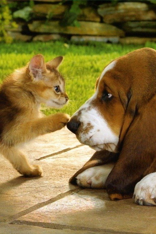 動物画像無料 新鮮な犬 可愛い 壁紙